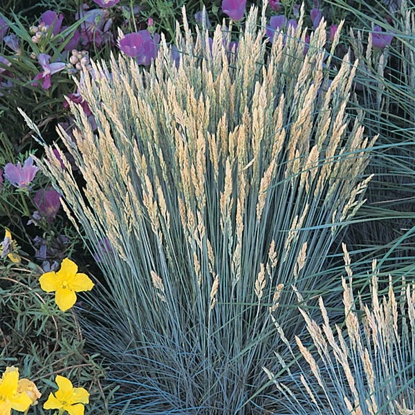 Boulder Blue Fescue Grass - Image 2