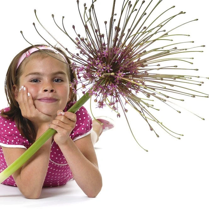 Schubert's Allium - Image 3