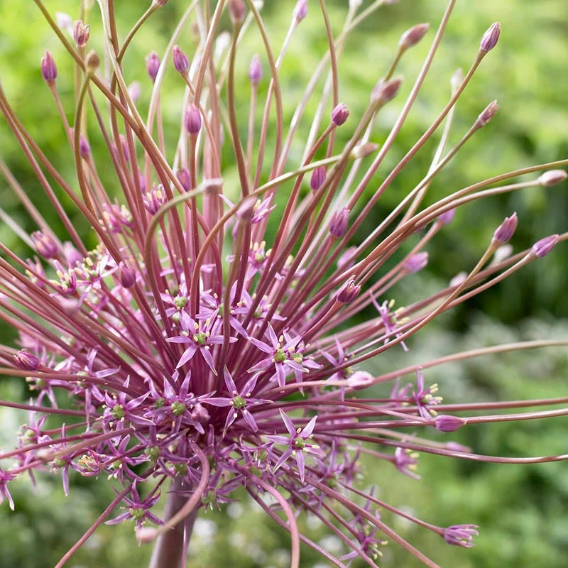 Schubert's Allium - Image 2