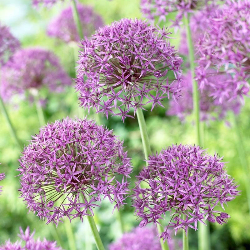 Violet Beauty Allium - Image 2