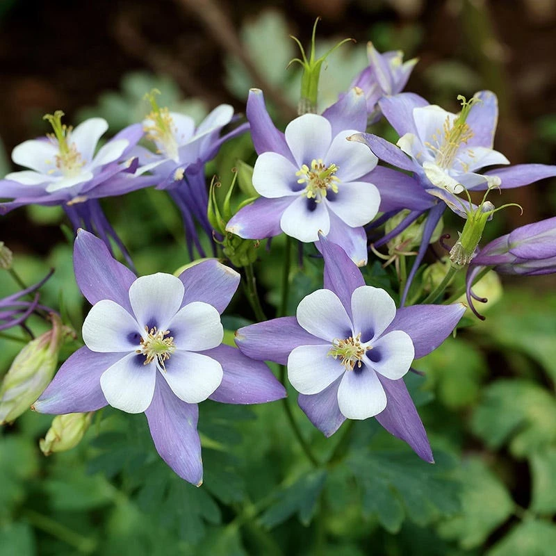 Rocky Mountain Columbine - Image 4