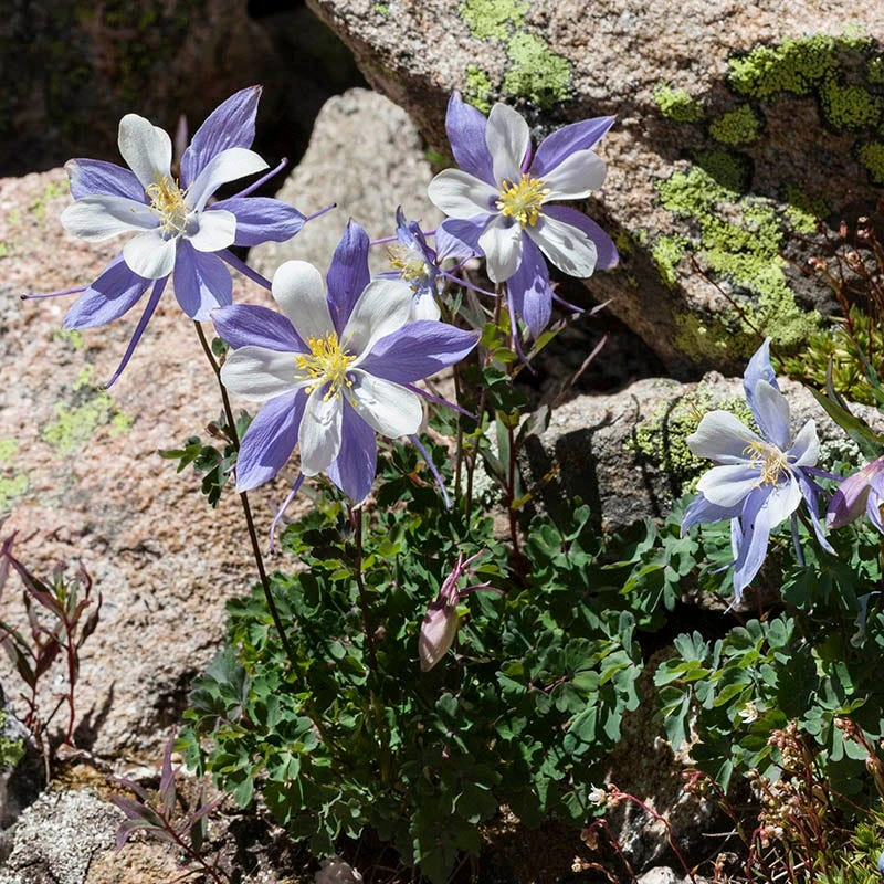 Rocky Mountain Columbine