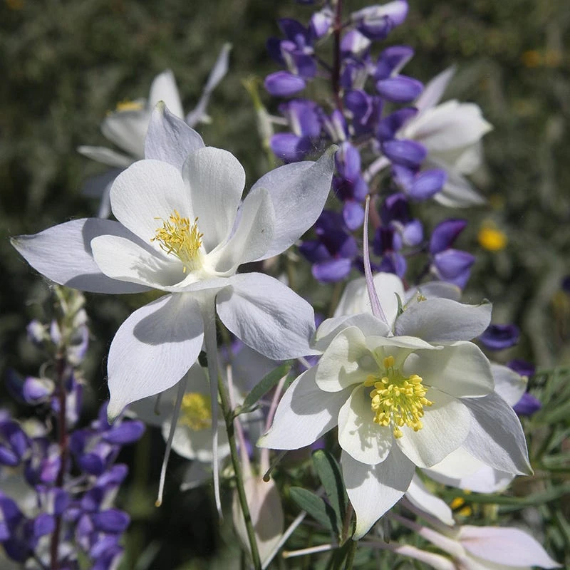 Rocky Mountain Columbine - Image 2