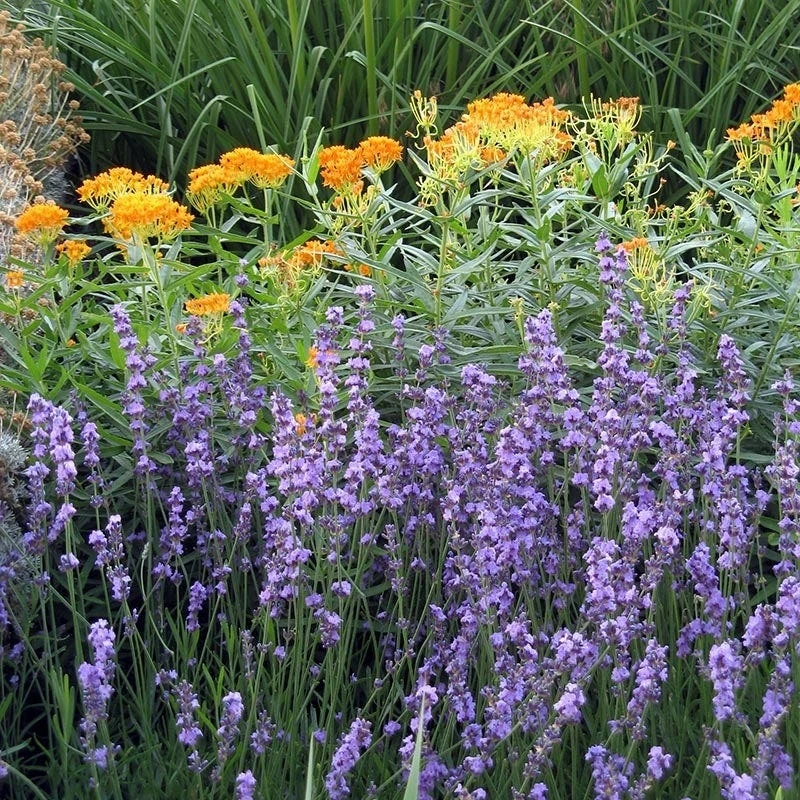 Sharon Roberts English Lavender - Image 5