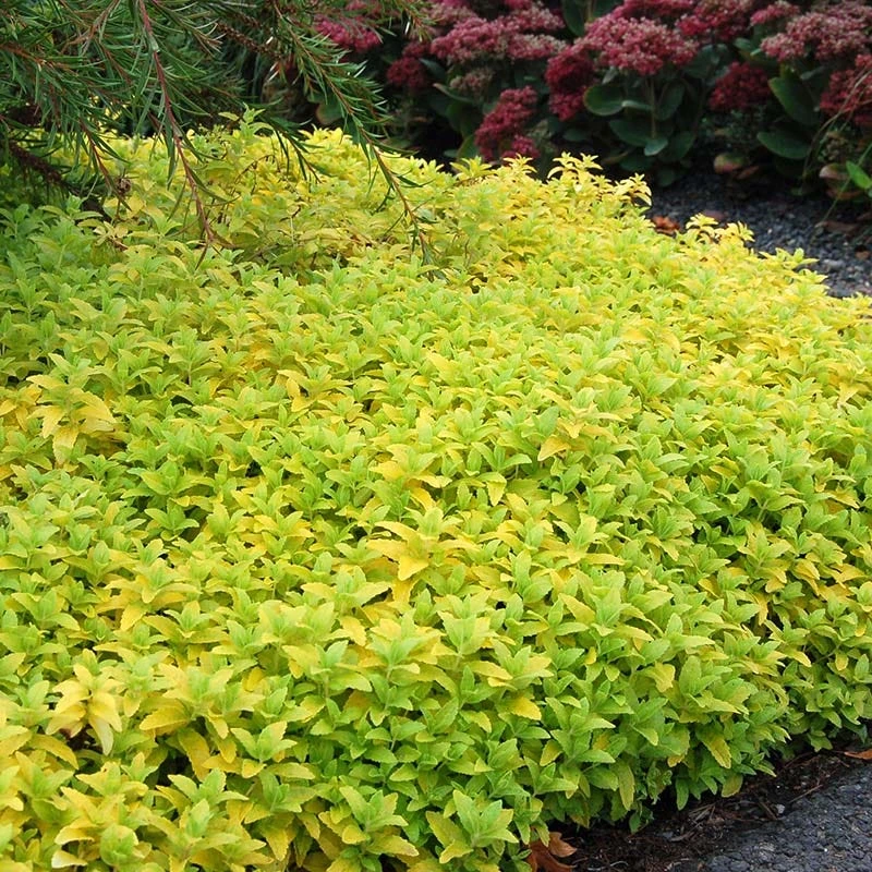 Aztec Gold Veronica - Image 2