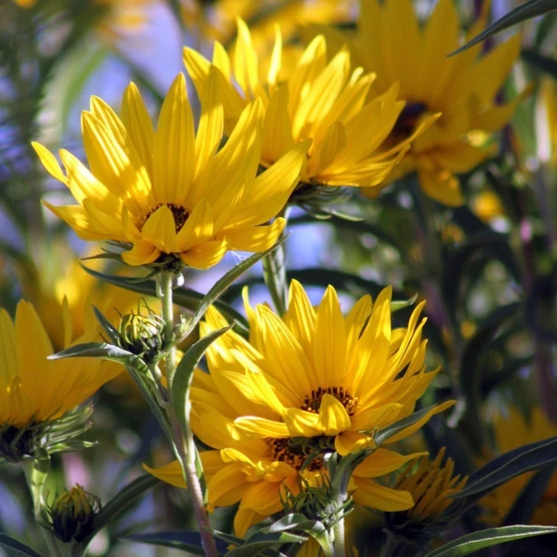 Santa Fe Maximilian's Sunflower (Helianthus) - Image 4
