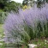 Blue Spires Russian Sage