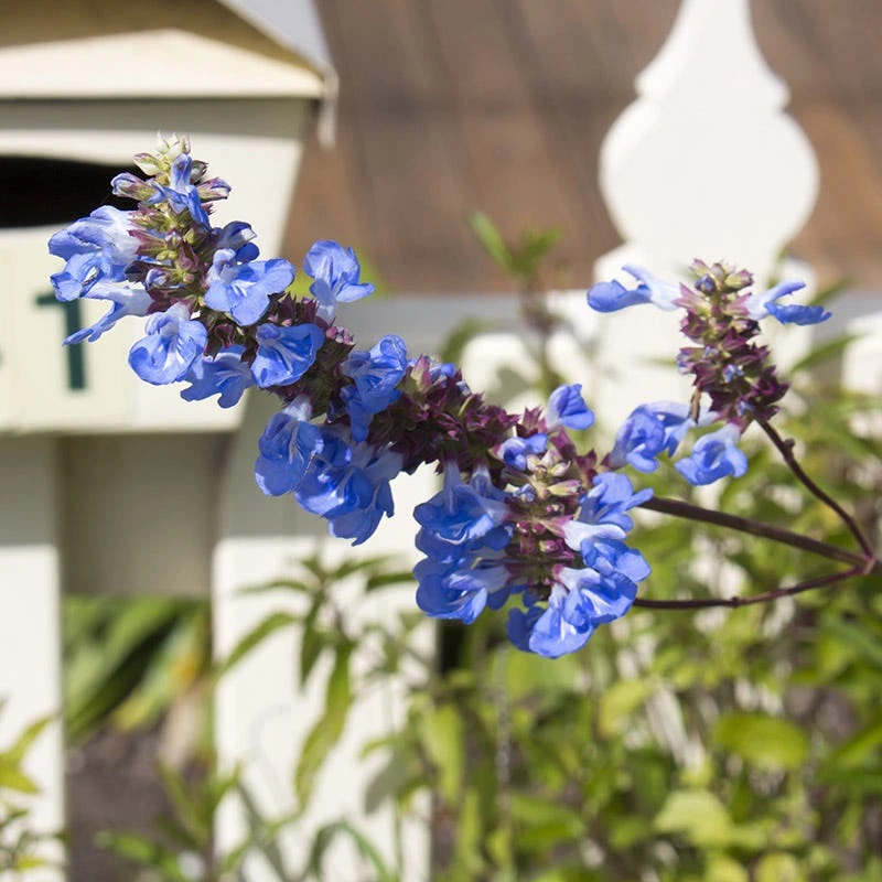 Blue Spike Salvia - Image 3
