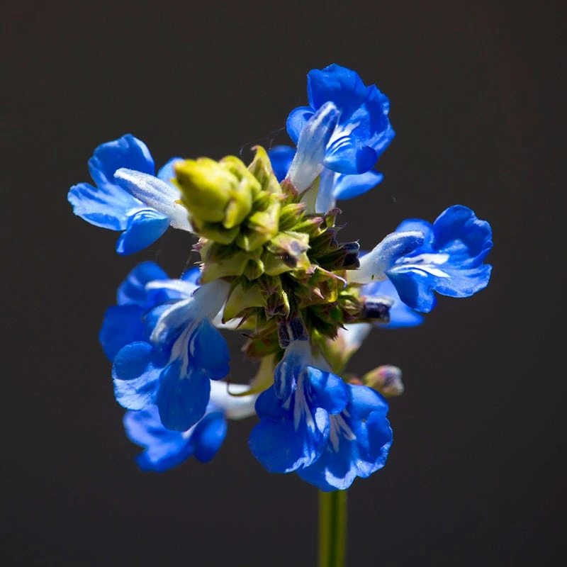 Blue Spike Salvia - Image 2