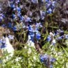 Blue Spike Salvia