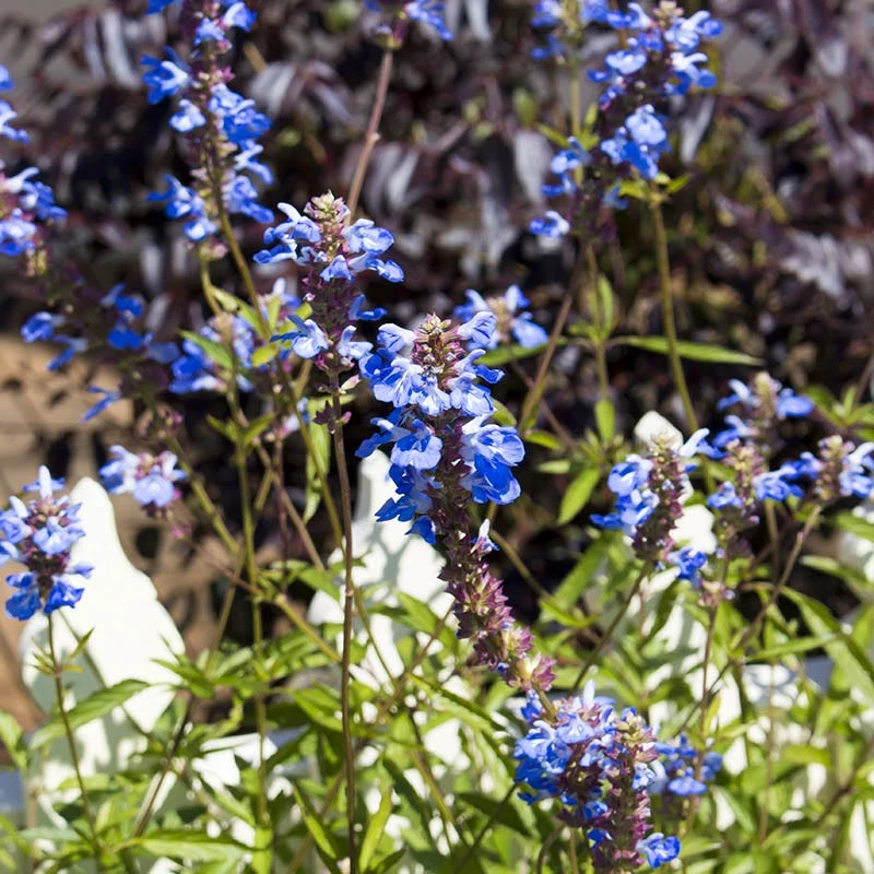 Blue Spike Salvia