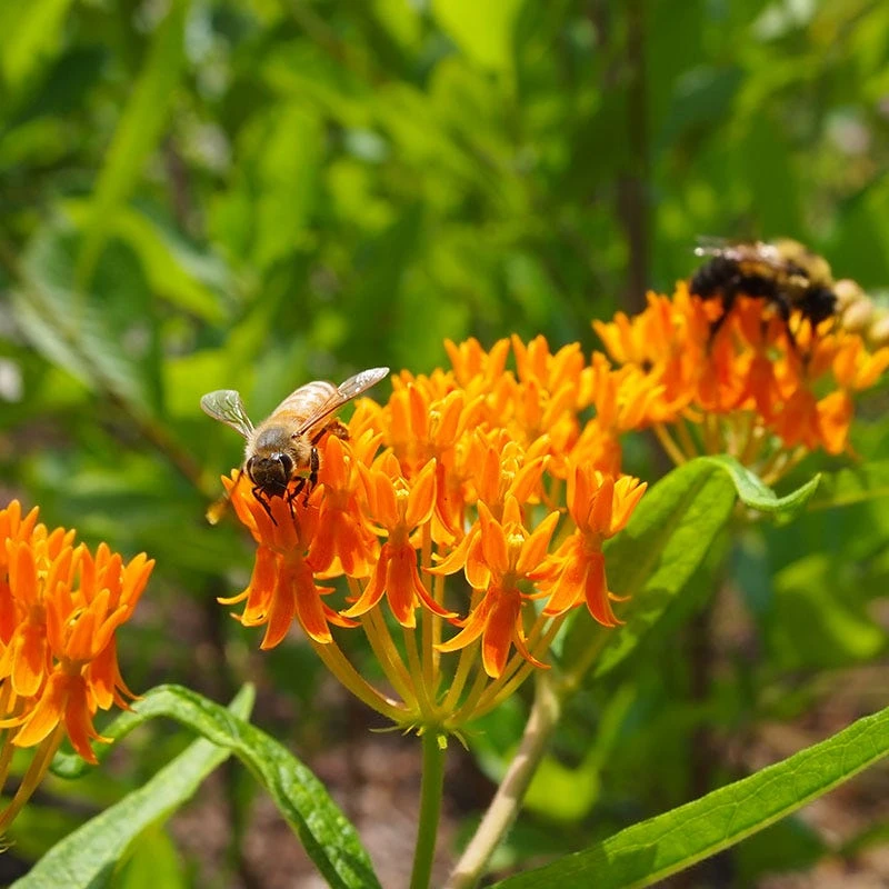Butterfly Weed (Clay Form) - Image 7