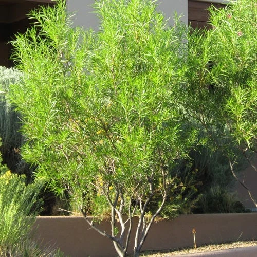 Lucretia Hamilton Desert Willow - Image 2
