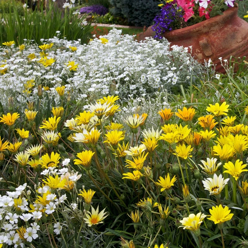 Colorado Gold® Gazania - Image 2