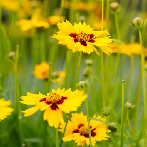 Sterntaler Coreopsis