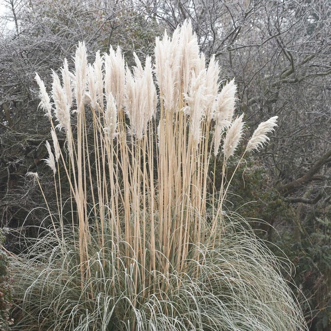 Dwarf Pampas Grass - Image 2
