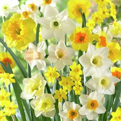 Fragrant Daffodil Mix