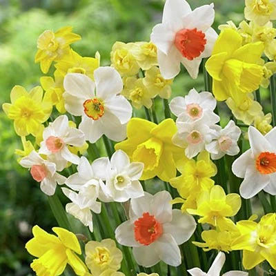 Fragrant Daffodil Mix - Image 2
