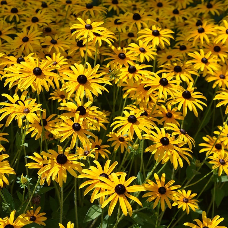 Deam's Black Eyed Susan - Image 2