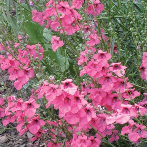 Coral Canyon® Twinspur (Diascia) - Image 2