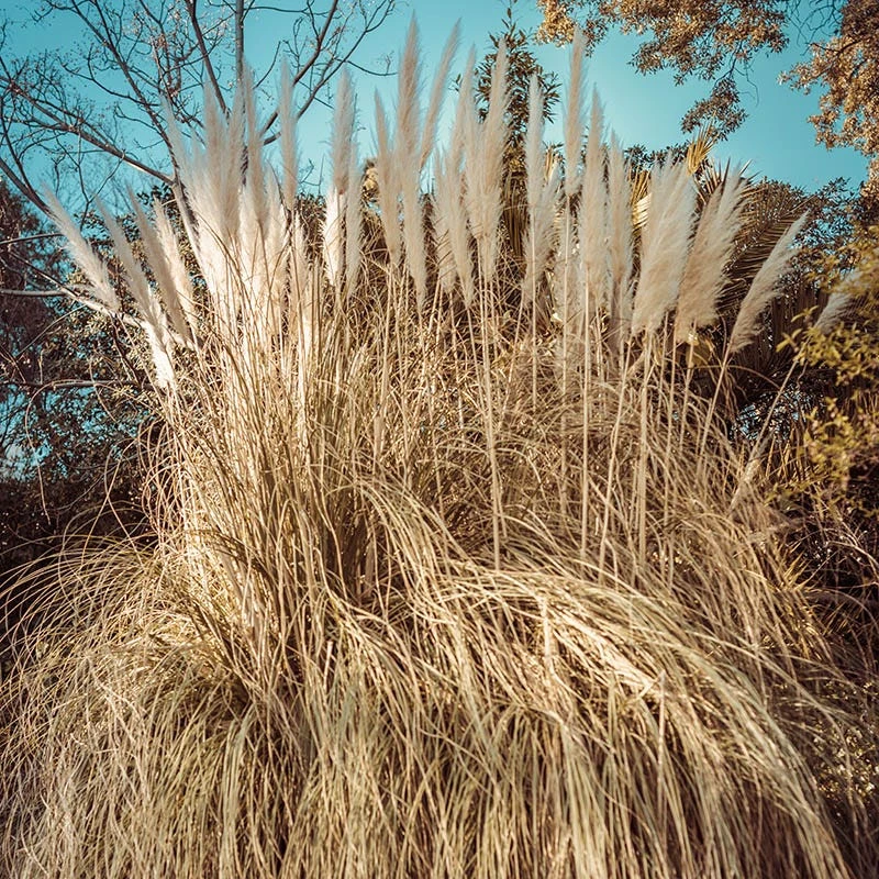 Dwarf Pampas Grass - Image 3
