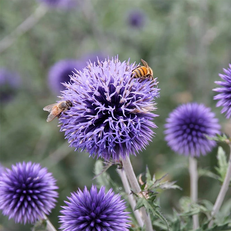 Blue Glow Echinops - Image 3