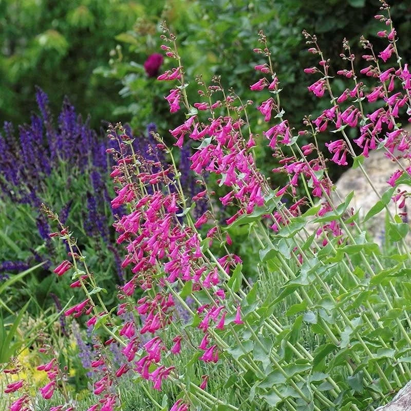 Coconino County Desert Penstemon - Image 8