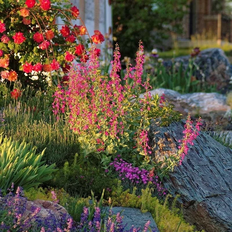 Coconino County Desert Penstemon - Image 3