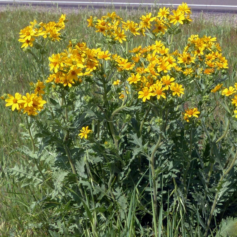 Engelmann's Daisy (Engelmannia) - Image 3