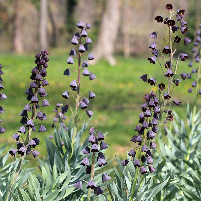 Persian Lily - Image 2