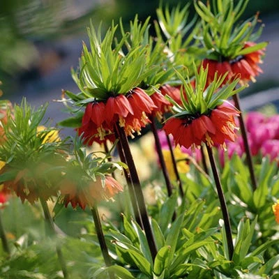 Red Crown Imperial - Image 3