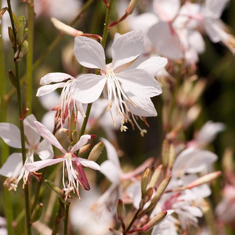 Snow Fountain Gaura - Image 4