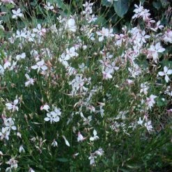Snow Fountain Gaura