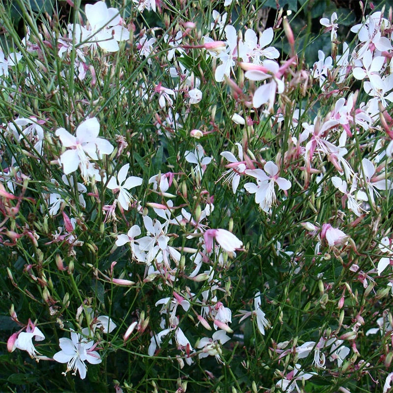 Snow Fountain Gaura - Image 3