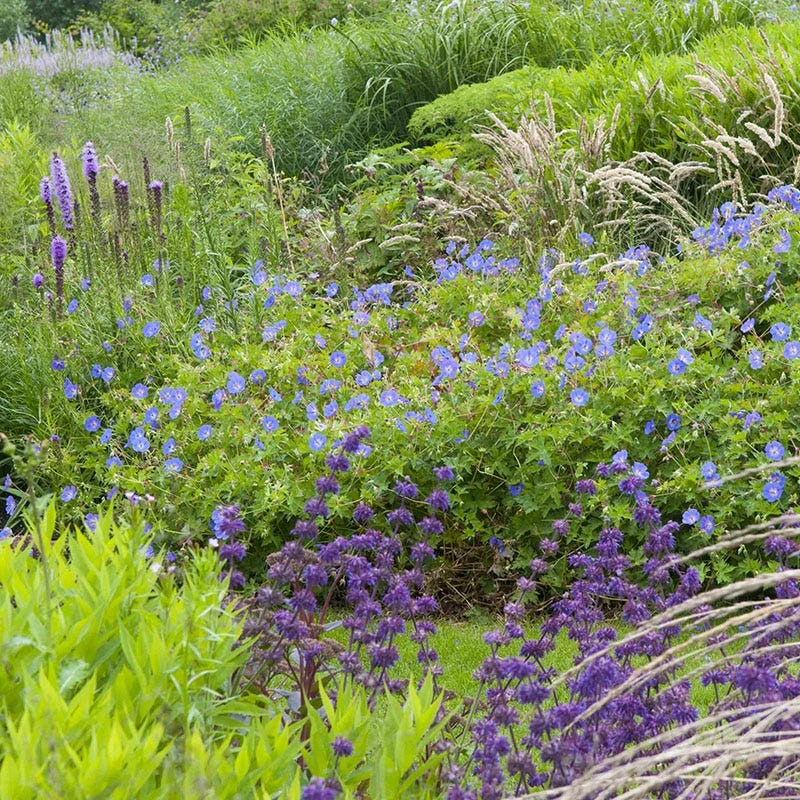 Johnson's Blue Geranium - Image 2
