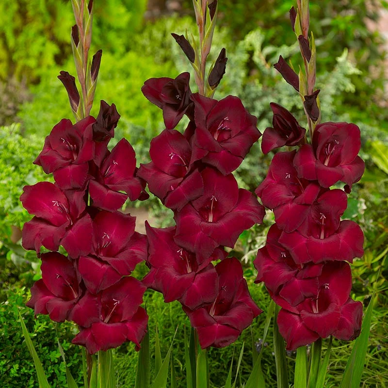 Espresso Gladiolus - Image 2