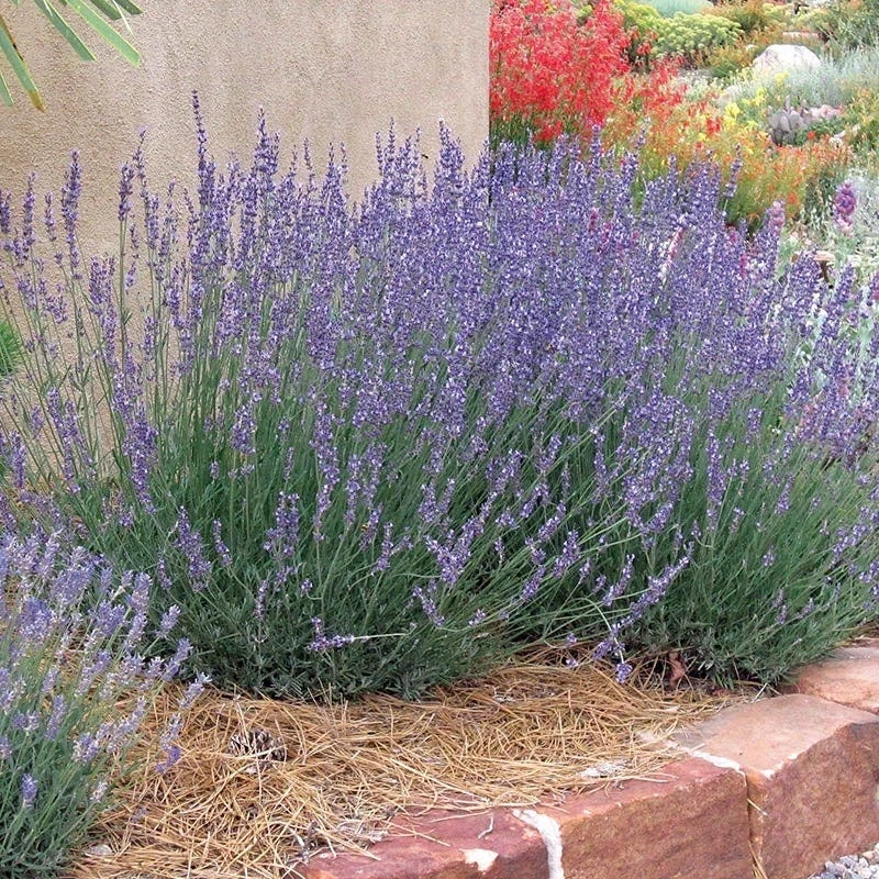 Gros Bleu French Lavender - Image 2