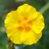 Ben Fhada Rock Rose (Helianthemum)