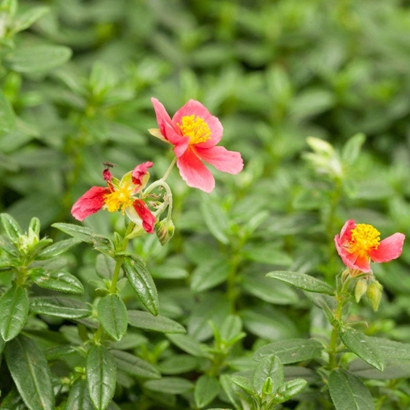 Ben Ledi Rock Rose (Helianthemum) - Image 2