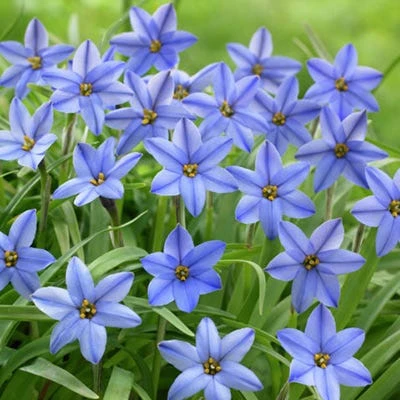 Jessie Spring Starflower - Image 3