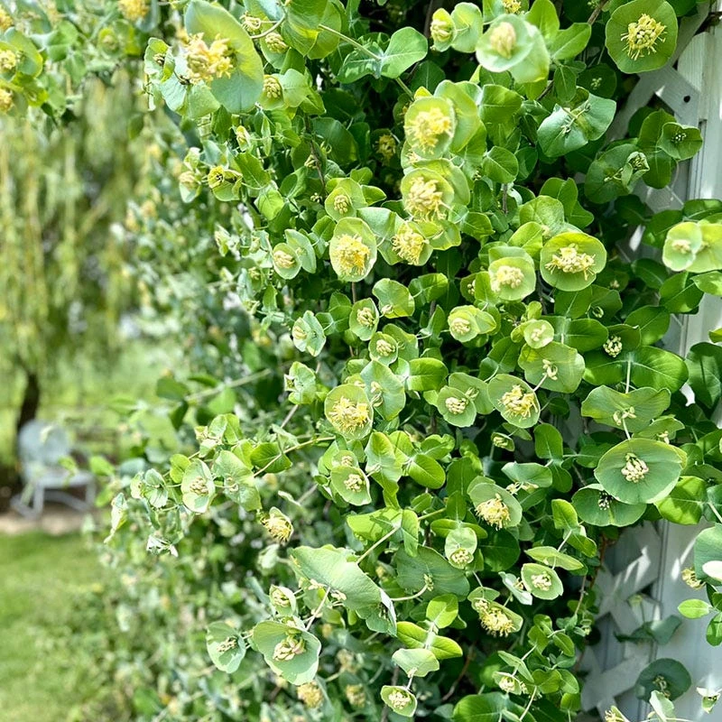 Kintzley's Ghost® Honeysuckle Vine - Image 2