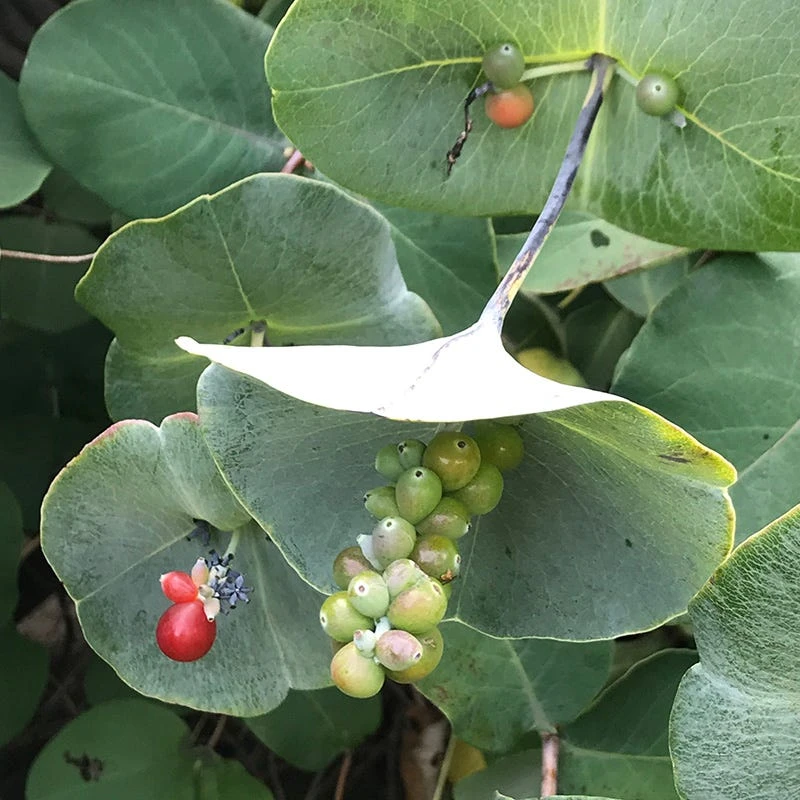 Kintzley's Ghost® Honeysuckle Vine - Image 3
