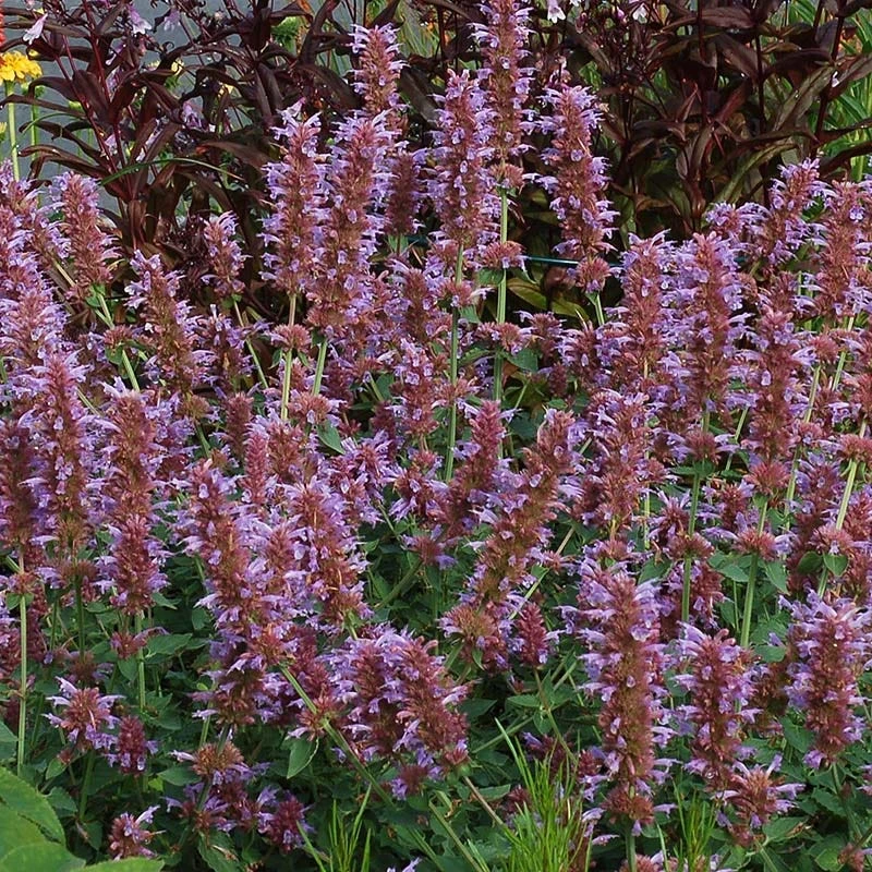 Kudos™ Silver Blue Agastache - Image 3