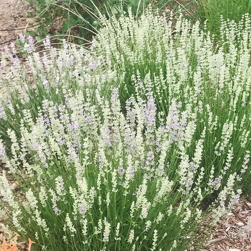 FlowerKisser® Delft Blue & White English Lavender - Image 4