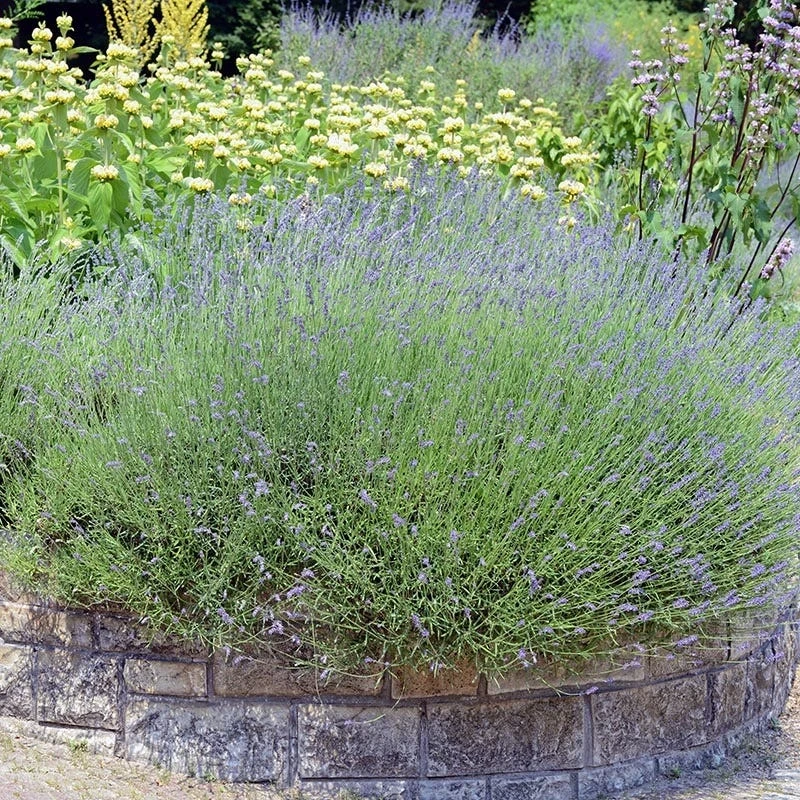 Hardy Jerusalem Sage (Phlomis) - Image 2