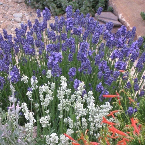 Thumbelina Leigh Dwarf English Lavender - Image 2