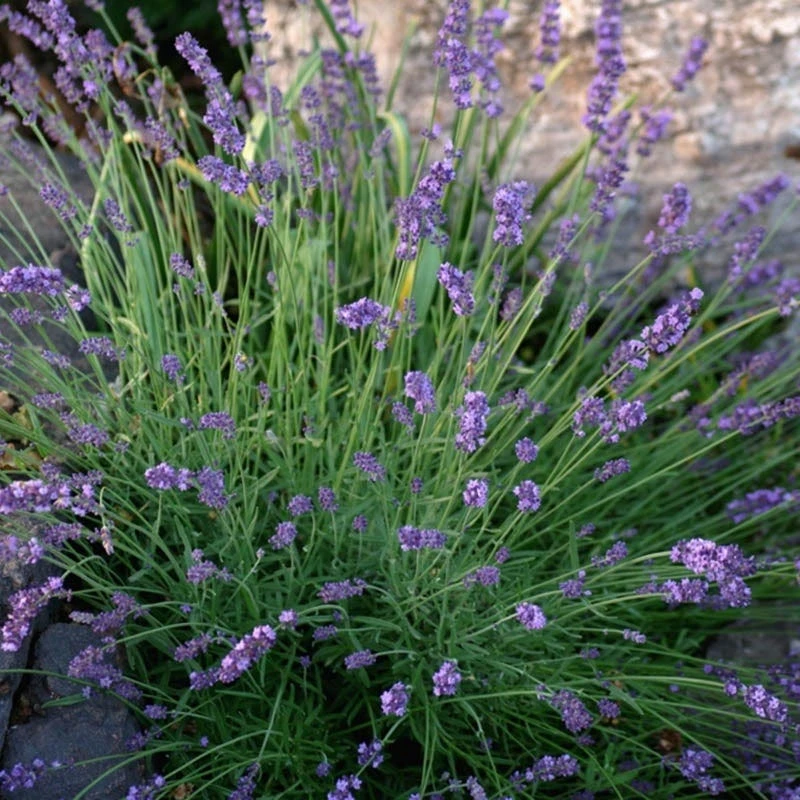 Sharon Roberts English Lavender - Image 6