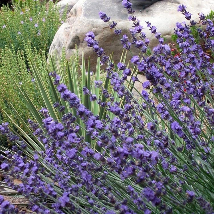 Sharon Roberts English Lavender - Image 7