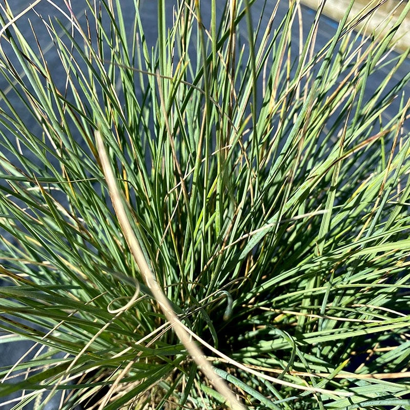 Basin Junior Wildrye - Image 2