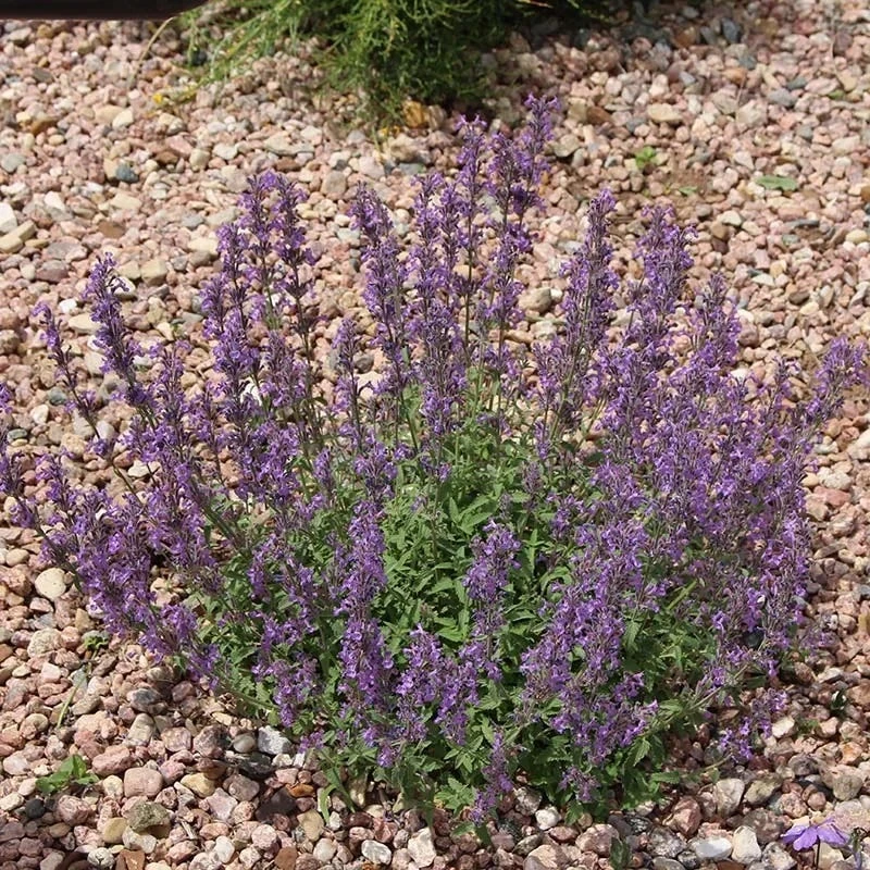 Little Trudy® Nepeta - Image 2